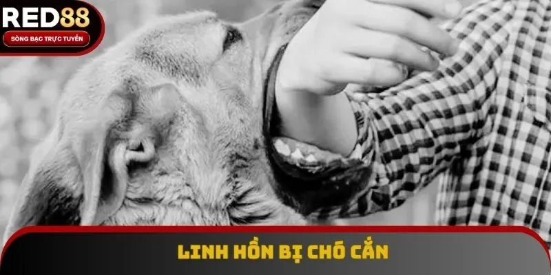 Chó cắn nói lên bạn đang mất phương hướng trong tương lai gần Chó cắn nói lên bạn đang mất phương hướng trong tương lai gần