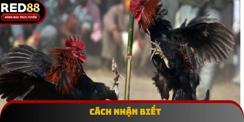 Đặc điểm dễ nhận biết của loại hình này mà bạn nên nắm Đặc điểm dễ nhận biết của loại hình này mà bạn nên nắm