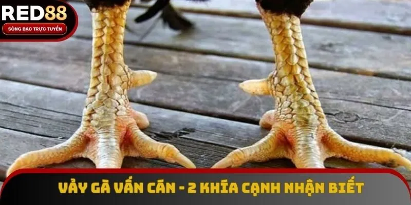 Vảy Gà Vấn Cán - Khía Cạnh Nhận Biết Loại Tốt Xấu Phổ Biến